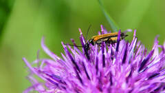 Oedemera femorata