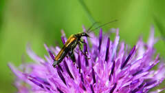 Oedemera femorata