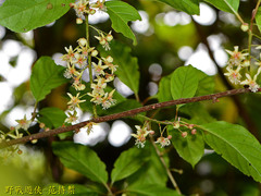 Actinidia callosa discolor