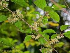 Actinidia callosa discolor