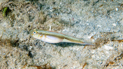 Microgobius microlepis