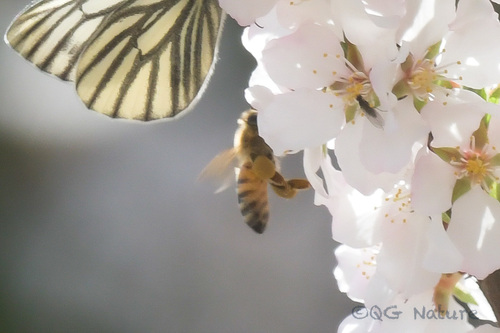 Western Honey Bee