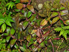 Belosynapsis ciliata