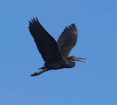 Egretta sacra albolineata