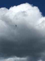 Milvus migrans