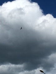 Milvus migrans