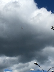Milvus migrans