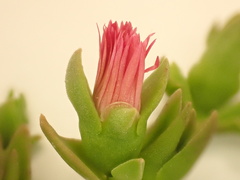 Geniculiflora