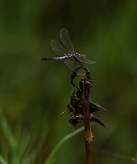 Brachydiplax