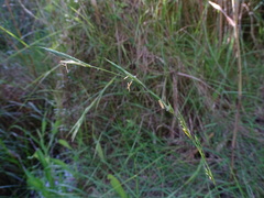 Brachypodium phoenicoides