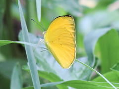 Pyrisitia dina westwoodi