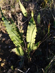 Tritoniopsis flexuosa