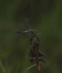 Brachydiplax