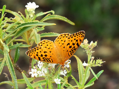 Speyeria coronis semiramis