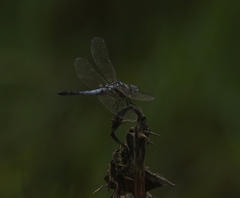 Brachydiplax