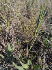 Tritoniopsis flexuosa