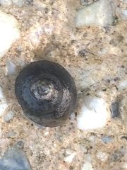 Phorcus turbinatus