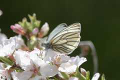 Pieris dulcinea