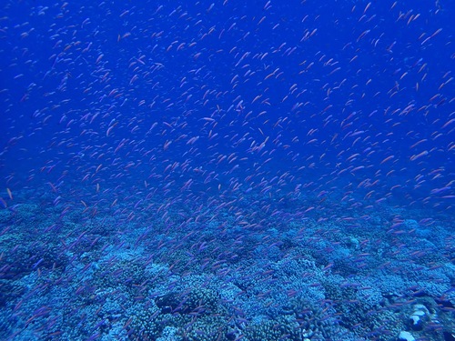 Luzonichthys earlei observed 2022-06-28