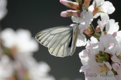 Pieris dulcinea