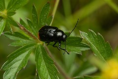 Cryptocephalus biguttatus