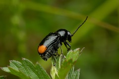 Cryptocephalus biguttatus