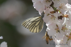 Pieris dulcinea
