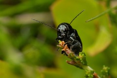 Cryptocephalus biguttatus