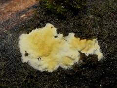 Trichoderma victoriense