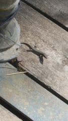 Podarcis muralis