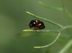 Cryptocephalus crassus