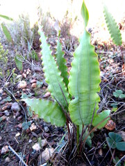 Tritoniopsis flexuosa