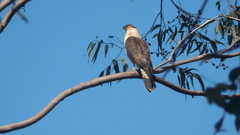 Daptrius chimachima