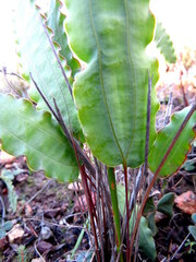 Tritoniopsis flexuosa
