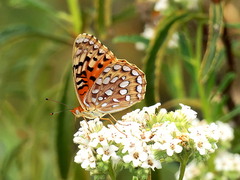 Speyeria coronis semiramis