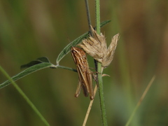 Euchorthippus chopardi