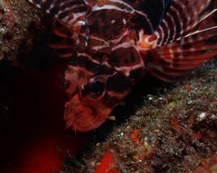 Pterois sphex