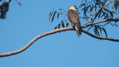 Daptrius chimachima
