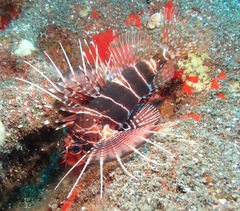 Pterois sphex