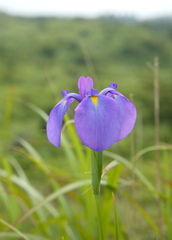 Iris ensata