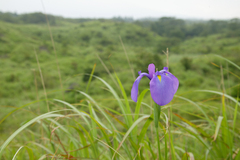 Iris ensata