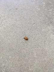 Cyclocephala lunulata