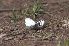 Pieris dulcinea