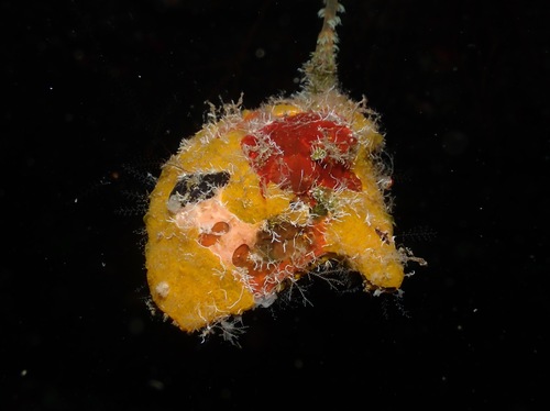Pteria brunnea observed 2022-06-28