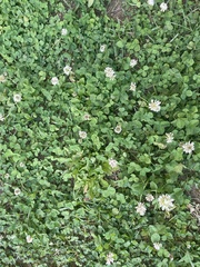 Trifolium repens