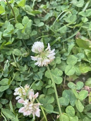 Trifolium repens