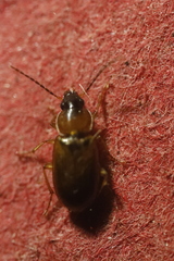 Stenolophus teutonus
