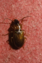 Stenolophus teutonus