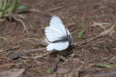 Pieris dulcinea
