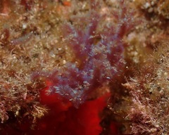 Dasya iridescens